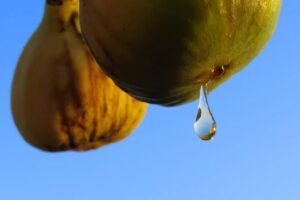 Fresh figs in Dalmatia – local food experience on coastal transfer