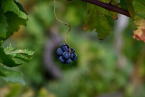 Grapes in vineyard near Pelješac – wine stop on Dubrovnik route